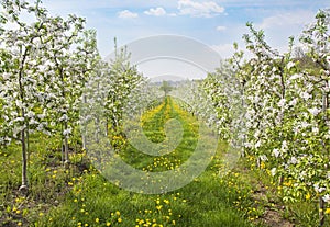 Blooming peach trees