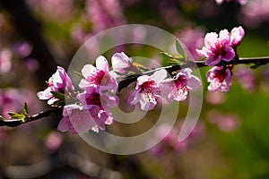 Blooming peach trees in early spring