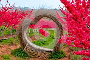 Heart shaped decoration made of straw and blooming red peach blossoms