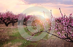 Blooming peach trees with pink flowers in a spring garden