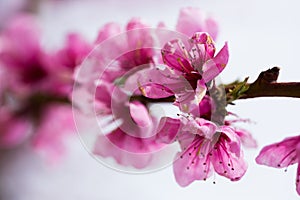 Blooming peach trees in spring