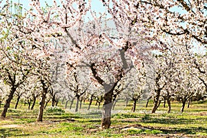 Blooming peach trees in spring