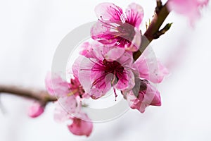 Blooming peach trees in spring