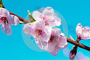 Blooming peach trees in spring