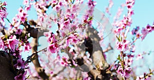 Blooming peach trees in spring