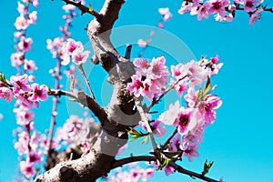 Blooming peach trees in spring