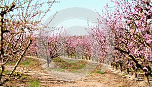 Blooming peach trees in spring