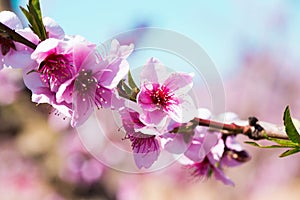 Blooming peach trees in spring