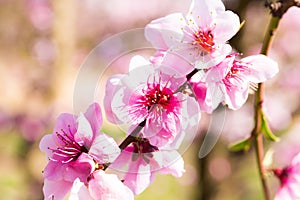 Blooming peach trees in spring