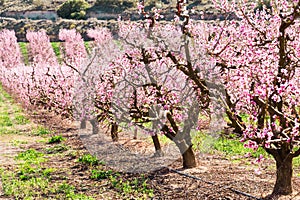 Blooming peach trees in spring