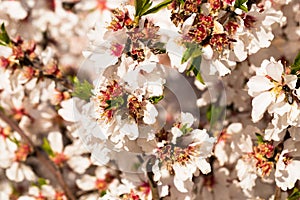 Blooming peach trees in spring