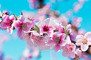 Blooming peach trees in spring