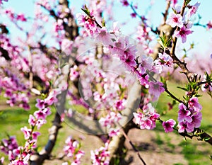 Blooming peach trees in spring