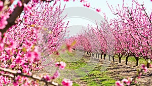 Blooming peach trees in spring