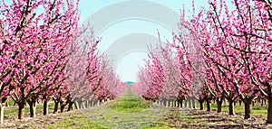 Blooming peach trees in spring