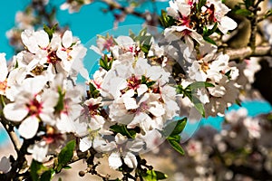 Blooming peach trees in spring