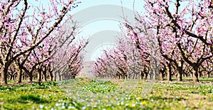 Blooming peach trees in spring