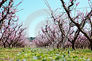 Blooming peach trees in spring