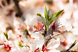 Blooming peach trees in spring