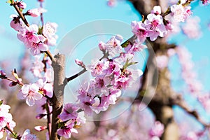 Blooming peach trees in spring