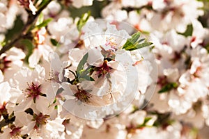 blooming peach trees in spring