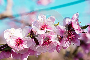 blooming peach trees in spring