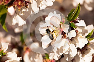 blooming peach trees in spring