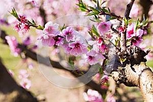 blooming peach trees in spring