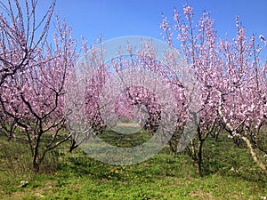 Blooming peach trees in spring