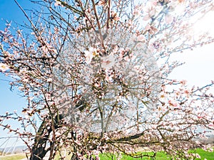 Blooming peach trees on a sunny day