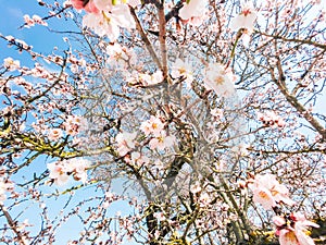 Blooming peach trees on a sunny day