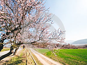 Blooming peach trees on a sunny day