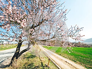 Blooming peach trees on a sunny day