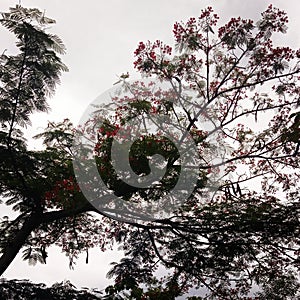 blooming peacock flower tree or Delonix Caesalpinioideae photo