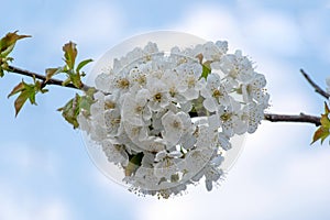 Blooming pear against the background of bright blue sky and clouds. Agriculture and crop production.