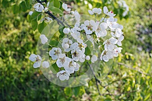 Blooming pear branch with delicate white flowers and a small bee on the petals