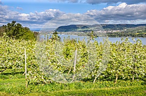 Blooming pear orchard with view of Lake Constance, Switzerland