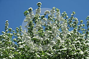A Blooming pear tree