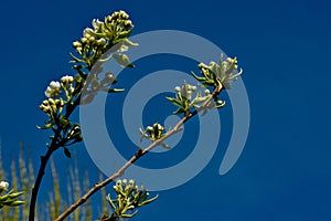 The blooming of a pear tree