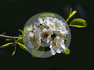 Blooming pear tree branch with beautiful white flowers with pink stamens