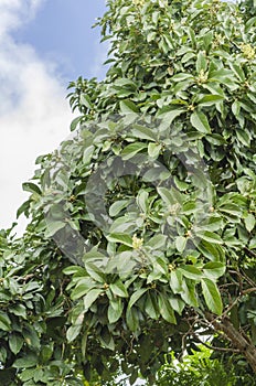 Blooming Pear Tree Branches