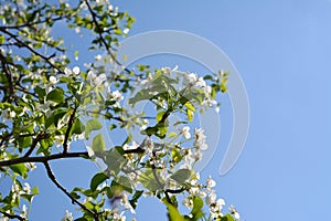 Blooming pear tree. Branches with beautiful flowers against clear blue sky.