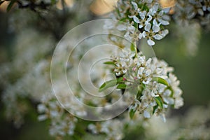 Blooming pear tree flowers on the branch closeup in spring garden