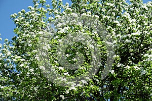 A Blooming pear tree