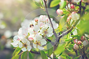 Blooming pear tree with flowers