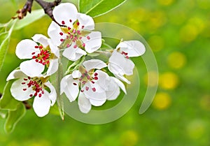 Blooming pear tree in garden