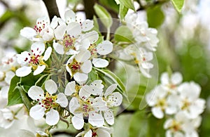 Blooming pear tree in garden