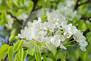 Blooming pear-tree in garden.