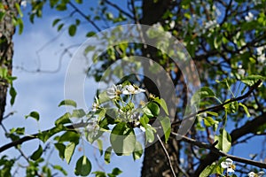 Blooming pear tree. Garden in may