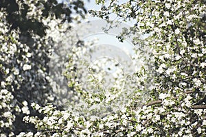 Blooming pear tree garden